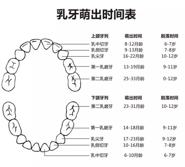 尚佳專業(yè)月嫂丨何時長牙才算正常？